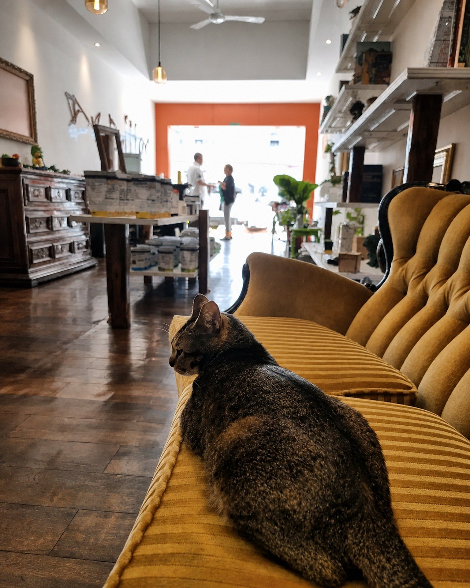 Gata descansando sobre el sillón del salón de la clínica