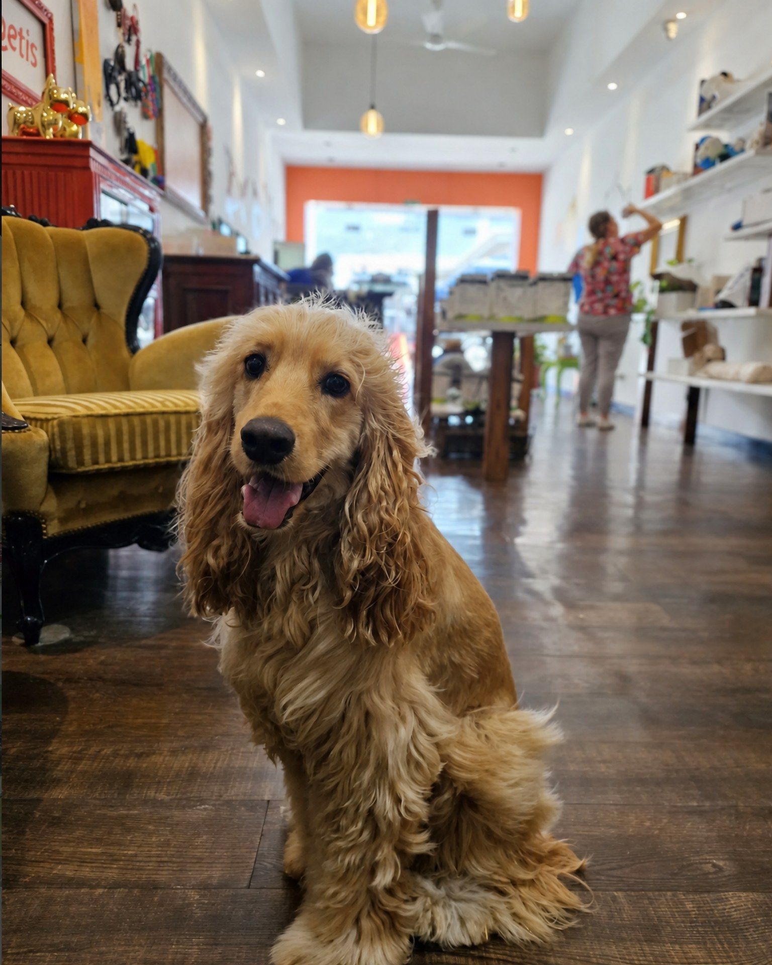 Perro cocker spaniel esperando dentro del salón de la clínica